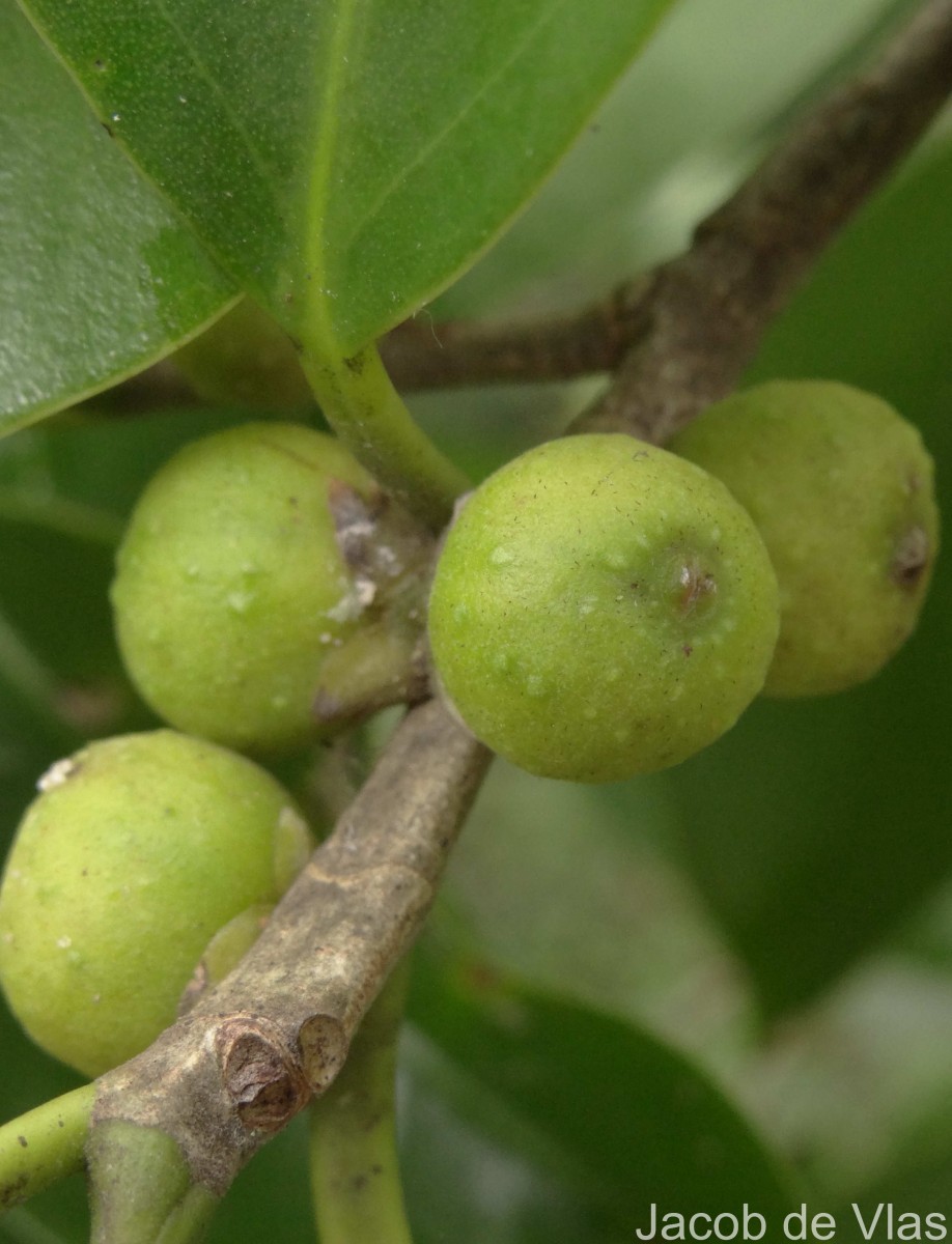 Ficus microcarpa L.f.